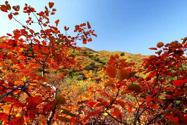 2023北京香山紅葉幾月份好看