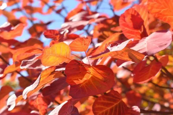 2023北京香山紅葉幾月份好看